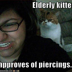 Elderly Kitteh dos nt apprve!