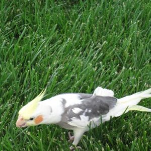 Cody eating a bug

May 30, 2009

This is the last batch of pictures of Cody...

Here he is, eating something off the grass...