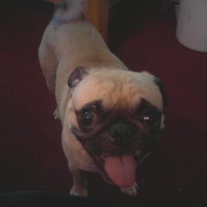 My Dog Puggy Its A Pug.....