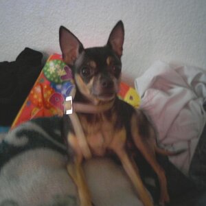 My Dog Kitchi It Is A Chihuahua.....Only Listens To My Big Sister.....