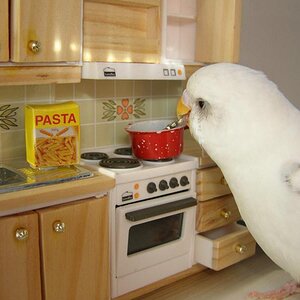 japanese bird cooking spaghetti