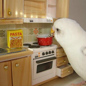 japanese bird cooking spaghetti