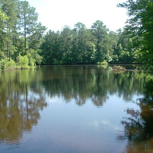 View from the front of my house... not exactly this is 20 feet away from it, in the front yard.