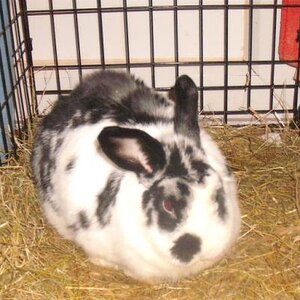 My rabbit Tre,
Very French I know,
My mum named him after Tre Cool from Green Day!