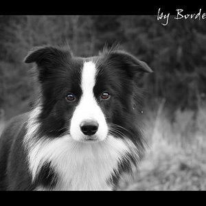 My border collie by BorderLucy