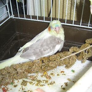 Falling Asleep

June 7th, 2009

After a good snack on her millet, Angel passed out...