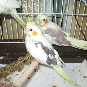 Angel and Spike chilling in their new digs

June 7th, 2009

Since they're getting bigger, Angel and her brother Spike, and the other cockatiel that so