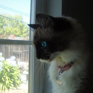 Lana, looking at a bird outside. :3