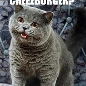 'I CAN HAS CHEEZBURGER?'