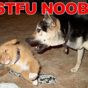 'STFU NOOB'