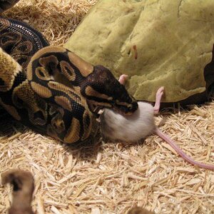Colby eating a mouse, yum.