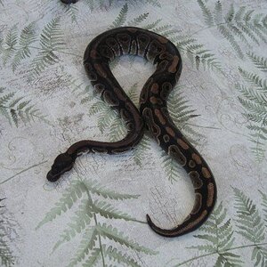 My male Ball Python, Glaedr.