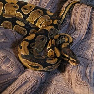 My female Ball Python, Colby.
