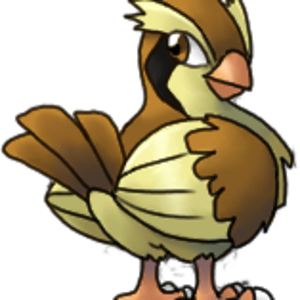 pidgey
