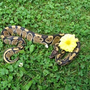 Colby with a flower, Beautiful girl.