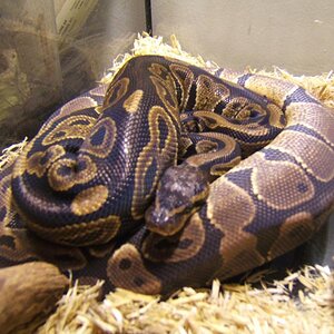 Glaedr & Colby snuggling...Awww.