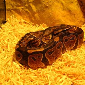 Glaedr on the day I brought him home.