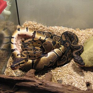 Glaedr & Colby after a feeding.