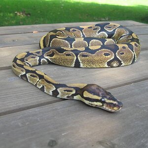 Colby resting on the picnic table in the back yard.