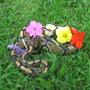 Colby looking very pretty with the flowers