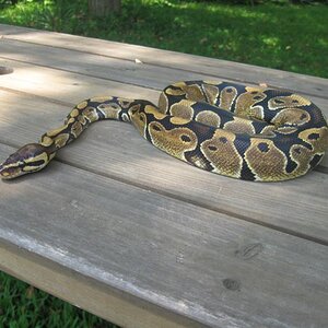 Colby resting on the picnic table.