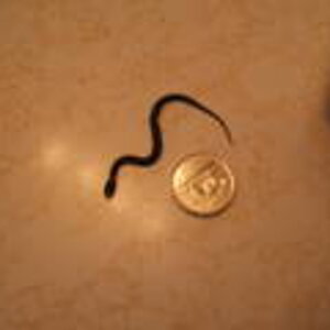 A baby Red-bellied snake.