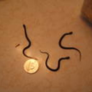 3 of the 4 baby red-bellied snakes that were born on July 14th.