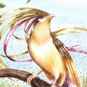Pidgeot Hand drawing (I forget who the artist is)