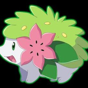 shaymin 3 shay shay