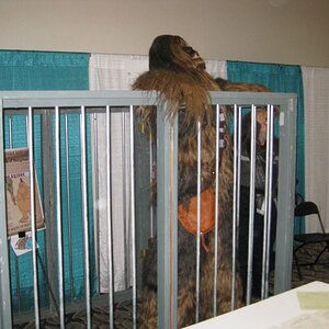 And Chewie was put in jail