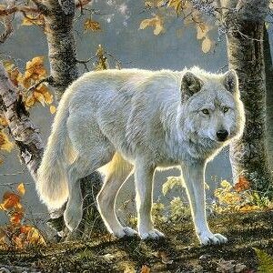 Arctic wolf.