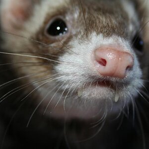 He has like.. vampire fangs.