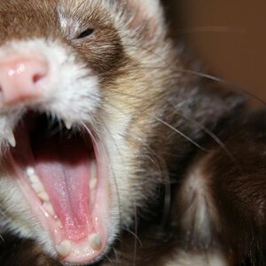 Yawning. xD