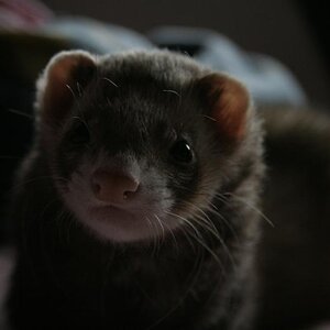 Kingston on my bed.