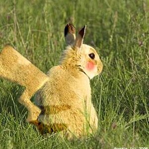 What the!?!? A real Pikachu