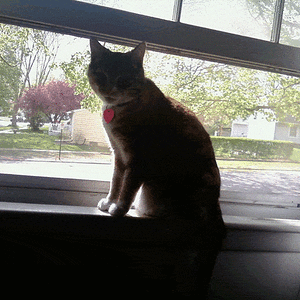 KITTEH IS HUNTING. GO AWAY.