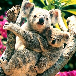 Koalas, Australia