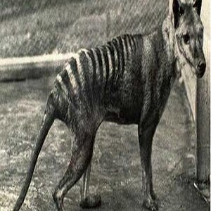The Tasmanian tiger or thylacine was thought to have died out about 2,000 years ago there have been several footprints and hair follicles matching the
