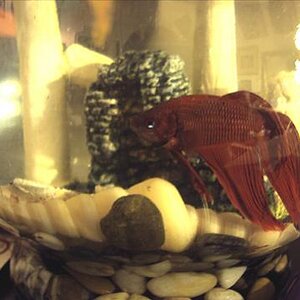 This is my pet Beta Fish/Magikarp, Giacomo....or just Jaque for short. (I like to call him Jaque the Nipper!)