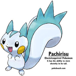 pachirisu1