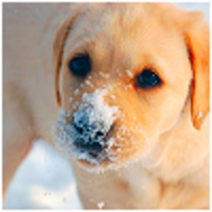 doggy