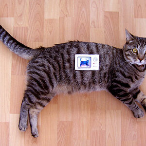 not my cat, i found it on Google.