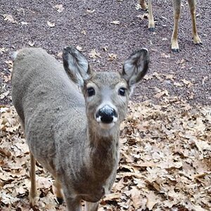 deer-ill eat you
