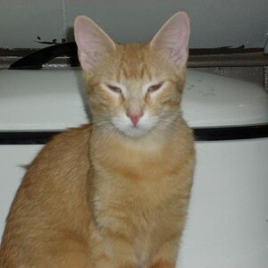 My Cat Isabel