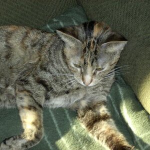 My cat Gumdrop