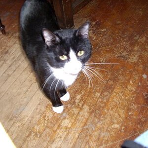 My cat Salem