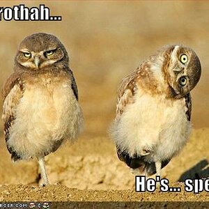 funny owls

two owls
