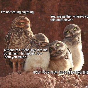 Stoned Owls

i think theyve been smoking to much...