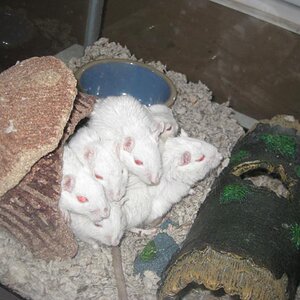 Huddling together 'inside' their hut. XD