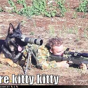 Sniper dog